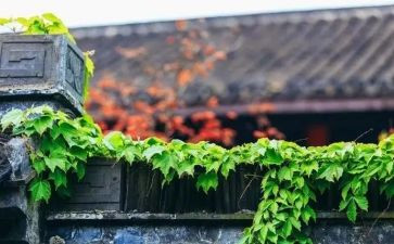 2023年慢性病工作计划5篇