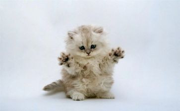 我是猫的读后感参考7篇