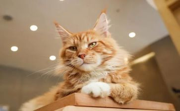 猫的调研报告8篇