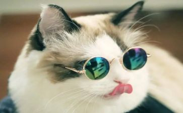 狗.猫.鼠的读后感500字精选6篇