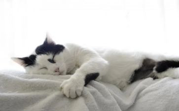 关于猫和狗的故事精选作文精选8篇