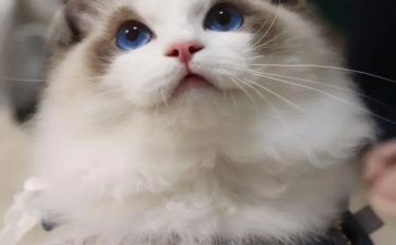 猫的一生作文400字6篇