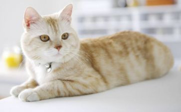 小班教案咪咪猫教案6篇