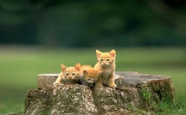 猫的读后感三百字5篇