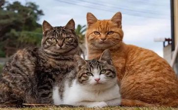 《猫》的读后感300字8篇