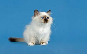大熊关于大熊猫的作文最新7篇