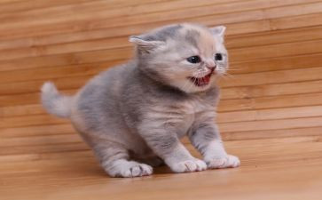 猫与老虎读后感7篇