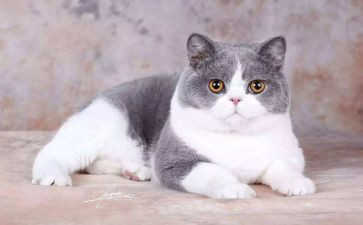 《猫》的读后感300字优秀8篇