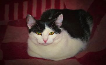 喂野猫作文8篇