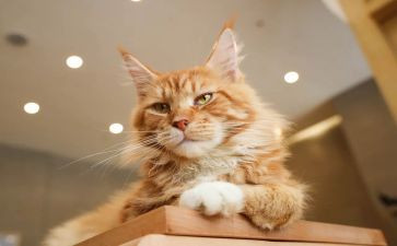关于猫和狗的作文模板7篇