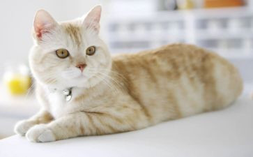 讲国宝大熊猫的作文参考7篇
