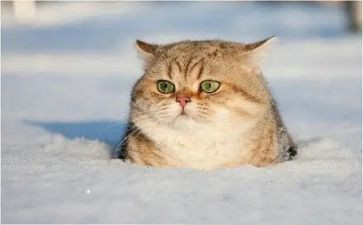 我的猫作文500字作文优质8篇