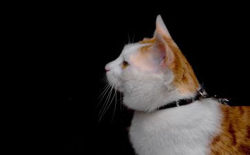 想养猫的作文5篇