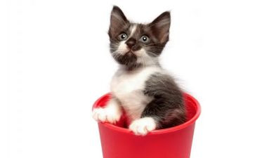 《猫》的读后感300字通用8篇