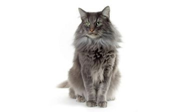讲国宝大熊猫的作文通用5篇