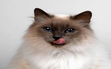 《猫》的读后感300字最新5篇