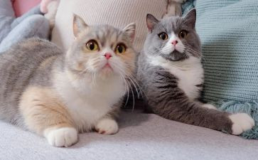 大熊关于大熊猫的作文5篇