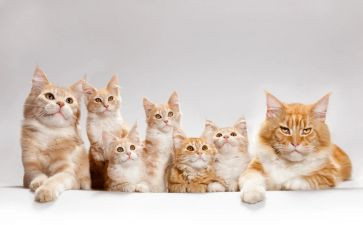 我的猫作文500字作文最新5篇