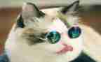 狗.猫.鼠的读后感500字精选6篇