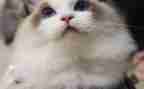 音乐小猫歌教案6篇