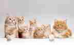 狗.猫.鼠的读后感500字5篇