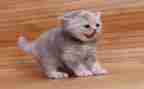 《猫》的读后感600字推荐6篇