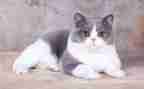 《猫》的读后感300字优秀8篇
