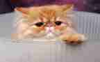《猫》的读后感300字推荐7篇