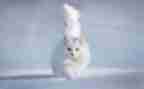 猫的读后感作文模板8篇