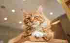 关于猫和狗的作文模板7篇