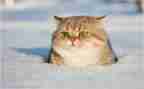 关于熊猫的作文推荐6篇