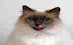 小猫歌教案优秀5篇