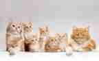 我的猫作文500字作文最新5篇