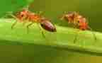 小蚂蚁运粮教案5篇