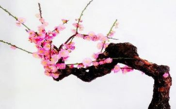 腊梅的作文600字7篇