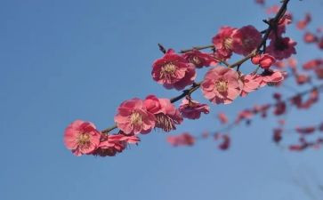 腊梅作文800字7篇