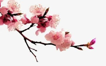 梅花的作文400字作文通用5篇
