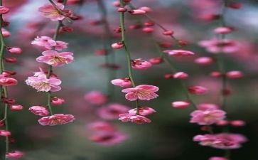 梅花魂读后感6篇