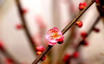 梅花情作文推荐7篇