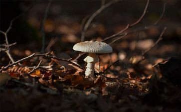 画蘑菇屋教案8篇
