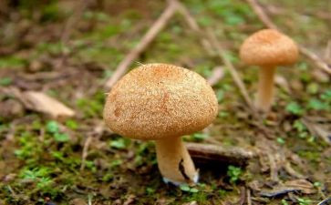 采蘑菇幼儿园教案6篇
