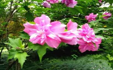 一朵木槿花读后感8篇