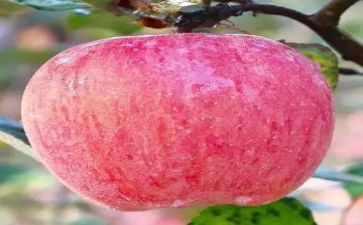 画苹果幼儿教案精选7篇