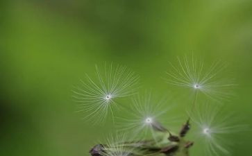 蒲公英的自述作文5篇