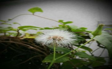 蒲公英作文400字5篇