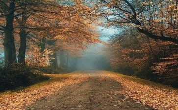 开在记忆深处的花朵作文推荐6篇