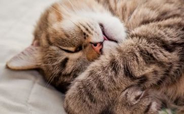 睡眠日活动方案7篇