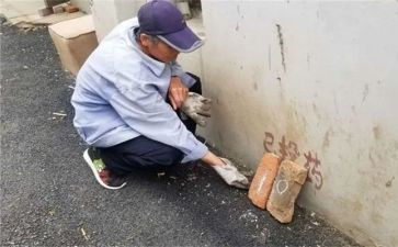 四害的工作计划8篇