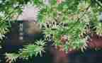 人间四月天作文5篇