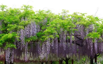 《紫藤萝瀑布》作文6篇